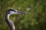 Great Blue Heron...with bug ;^)