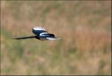 Gliding Magpie