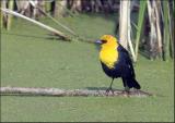 Yellow-Headed Blackbird