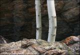 Aspens, growing between a rock and a hard place.