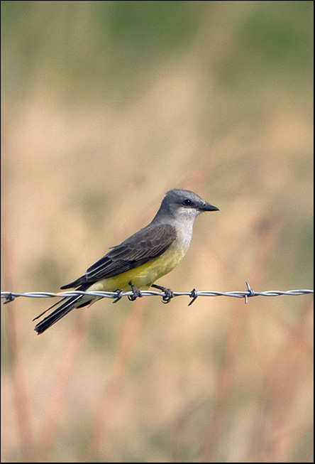 Western Kingbird