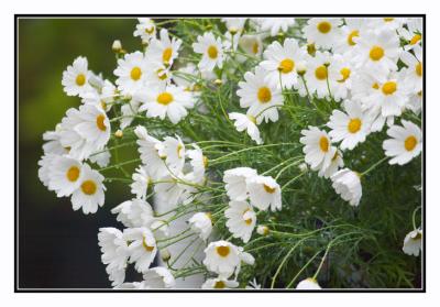 ...and are brightened with traditional daisies.