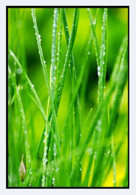 After a long winter, green is food for the eyes, so