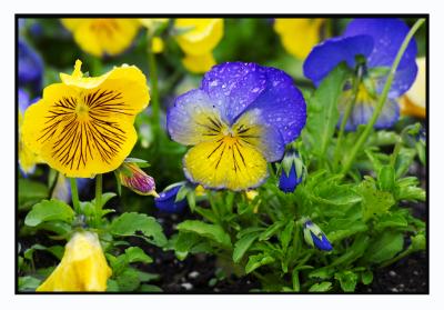 More pansies grace the gardens....