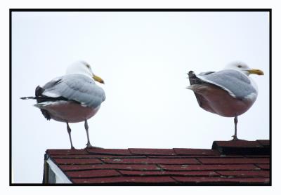 This wildlife is everywhere...