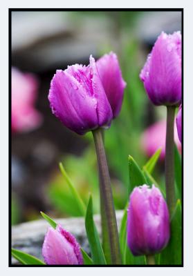 flowers, flowers....