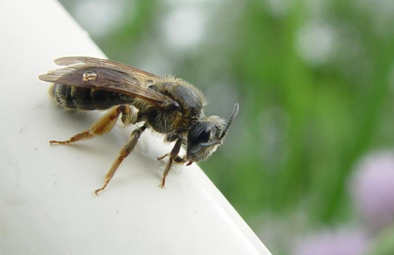 Bedraggled Bee DSC06093_trim.jpg