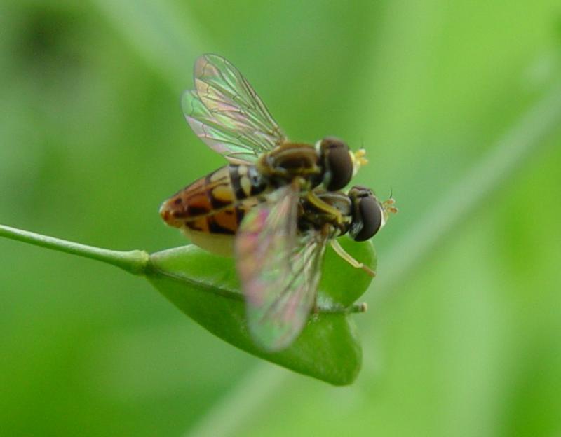 The Bees and the...Bees DSC06275_trim.jpg