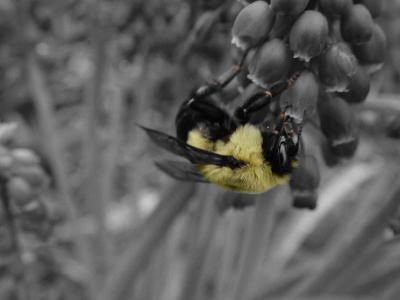 Minolta 9 - Bumblebee original