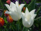 DSC05098.JPG