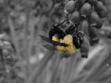 Minolta 9 - Bumblebee original