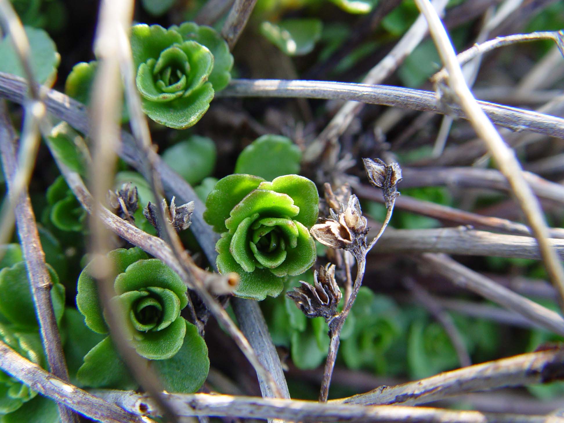 sedum in spring