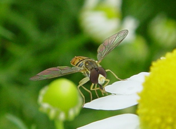 DSC06242_trim.jpg