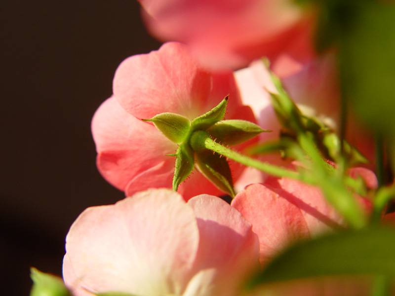 September 13, 2004<br><font size=2>The rose turns its head</font><br>Day 130