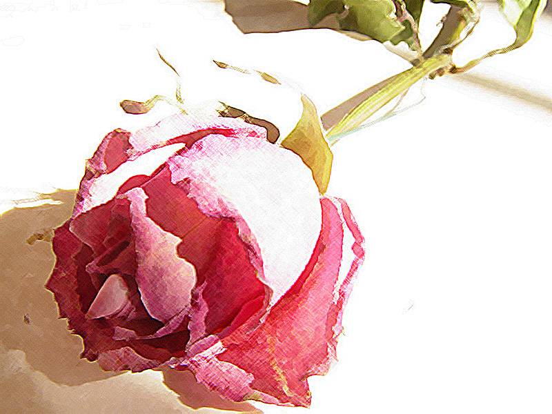October 3, 2004<br><font size=2>Rose Shadow Rose</font><br>Day 150