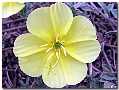 17-05-2004 - Oenothera flower