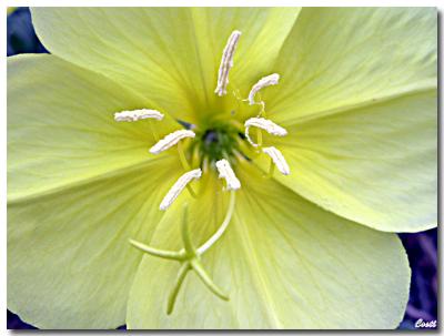 17-05-2004 - Oenothera flower