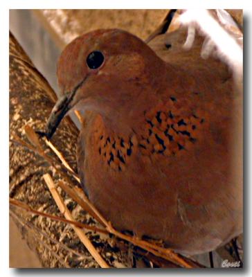 21-05-2004 - Pigeon Nesting