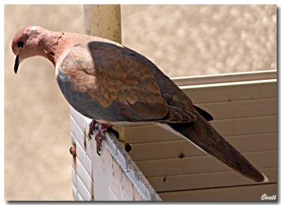 21-05-2004 - Pigeon
