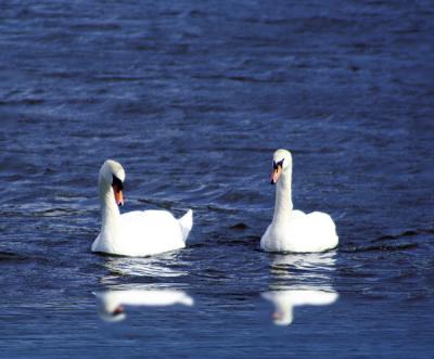 Two swans