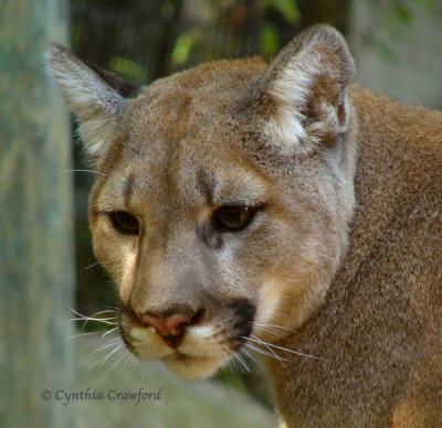 Cougars and other animals at the Squam Lake Naturural Science Center