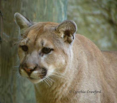 u45/creaturekinships/medium/34640819.picsforpbaseholdernessucougarhead3.jpg