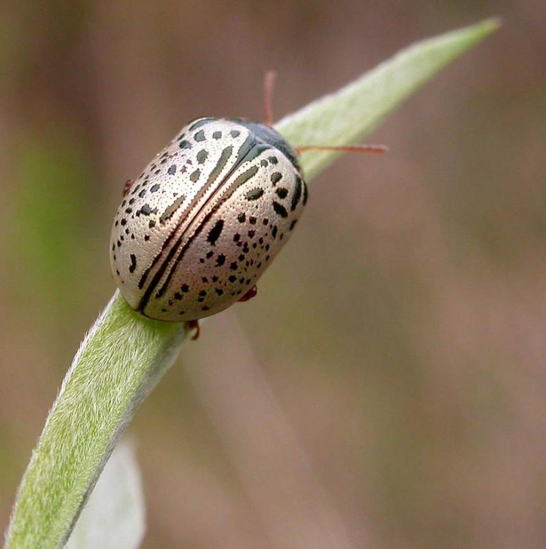 Calligrapha multipunctata