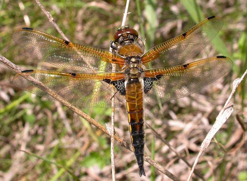 Four-spotted Skimmer -- male