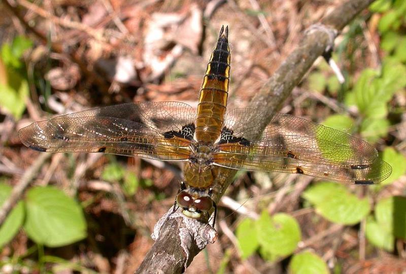 Four-spotted Skimmer