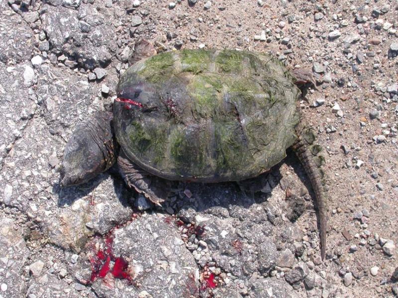 dead Snapping turtle