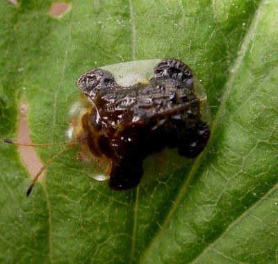 Plagiometriona clavata - Common Garden Tortoise Beetle