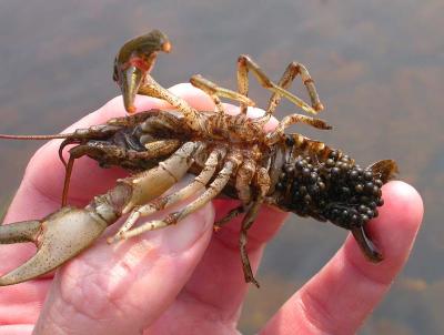 Crayfish with eggs  from Section 3