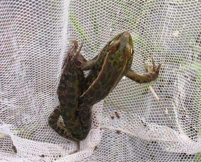 young Leopard frog from Section 3