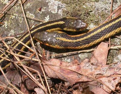 Thamnophis sirtalis sirtalis ---  a rendezvous
