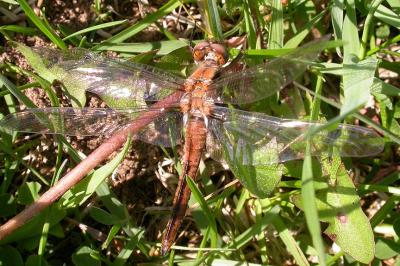 Recently emerged  (teneral) Chalk-fronted Corporal resting on ground