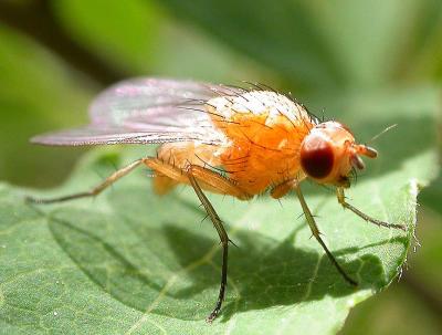 Lauxaniid Flies -- Lauxandiidae