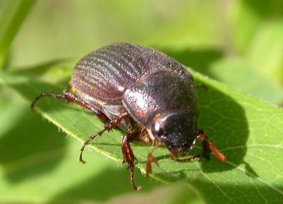 beetle in family Scarabaeidae