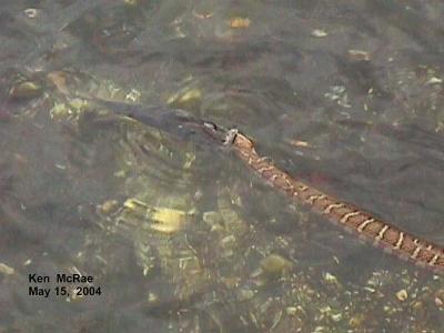 Fish & Water snake