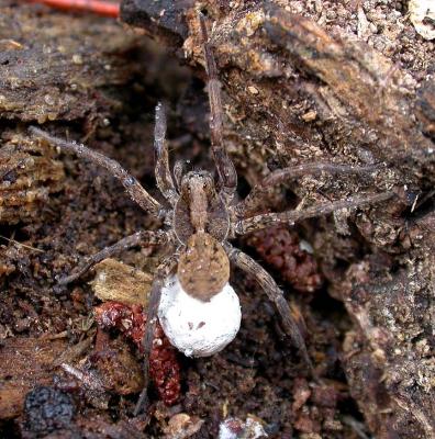 Wolf Spiders -  Lycosidae