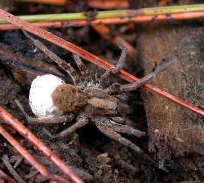 Northern Wolf Spider - female with egg sac - 2