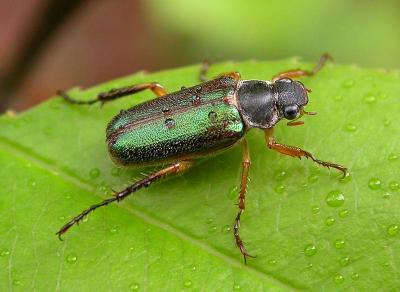 Pine Chafer Scarab beetle (genus Dichelonyx)