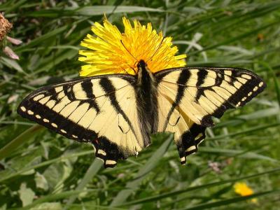 Tiger Swallowtail  -- Paden Road -- Rideau Township