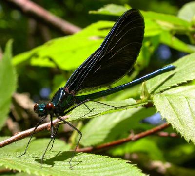 Ebony Jewelwing damselfly-- male