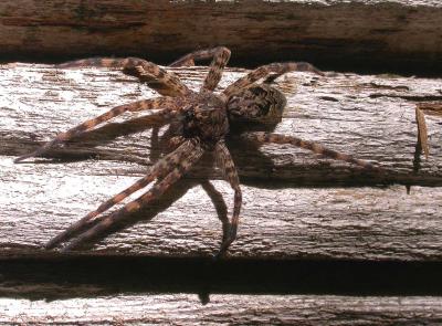 Dolomedes tenebrosus. -- female