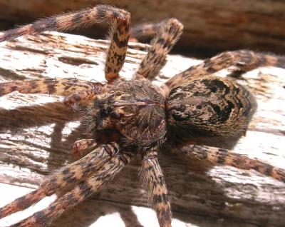 Dolomedes tenebrosus.  -- female