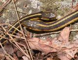 Thamnophis sirtalis sirtalis --- a rendezvous