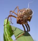 shed exuviae of an Epitheca (Tetragoneuria) dragonfly naiad - 1