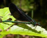 Ebony Jewelwing damselfly -- male