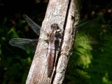 Chalk-fronted Corporal - teneral - male