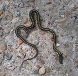 dead Garter snake